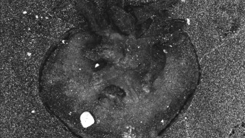 Still from "Scales" Experimental Surreal Video Piece