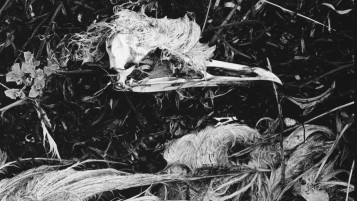 Still from "Scales" Surreal Video Piece