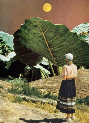 Photo Synthesis - by Beth Hoeckel